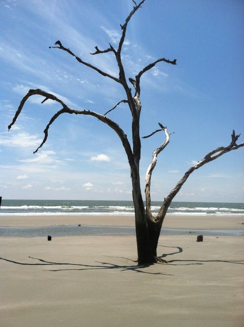 beach tree driftwood