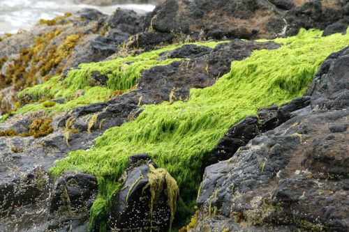 beach rocks moss