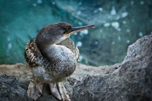 beach bird sea