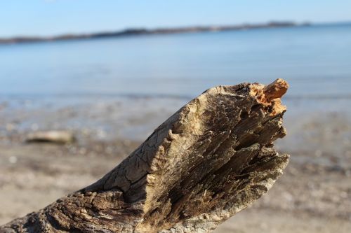 beach baltic sea drift wood