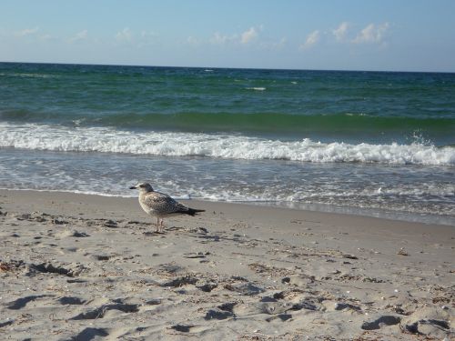 beach wave seagull