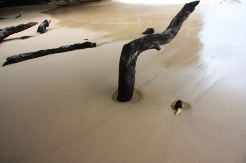 beach sea wood