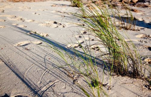 beach sand plants