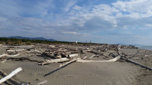 beach trunk sand