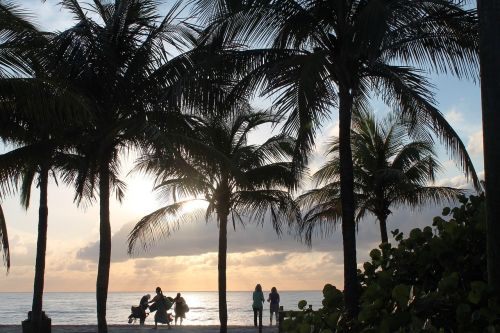 beach palms tropical