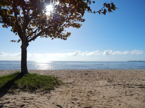 beach tree landscape