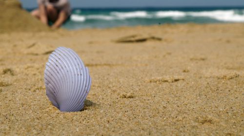 beach shell horizon