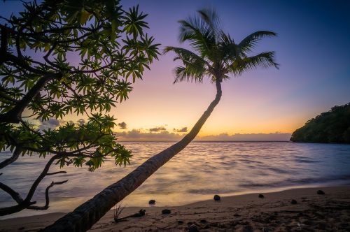 beach palm trees