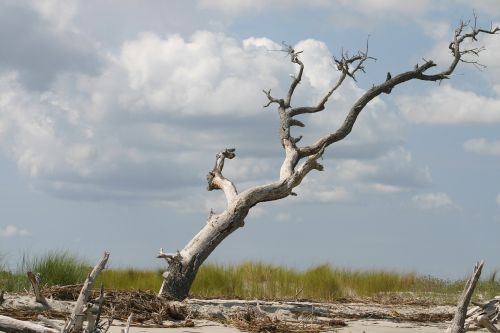 beach dead tree coast