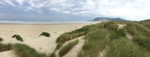 beach dunes grass