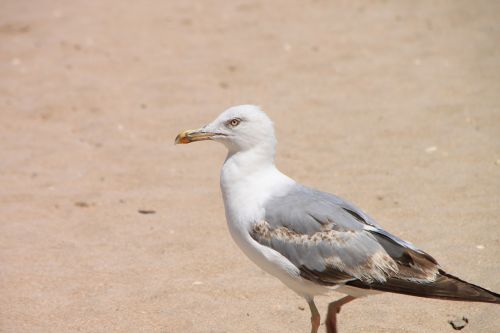 beach food drink