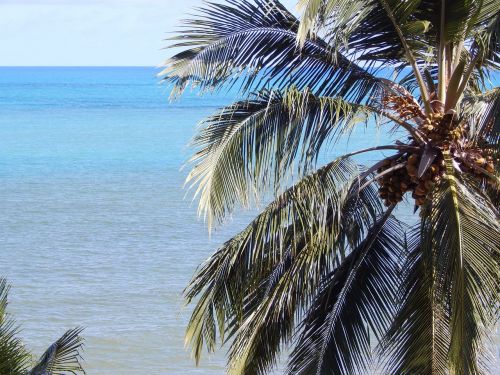 beach coconut tree litoral