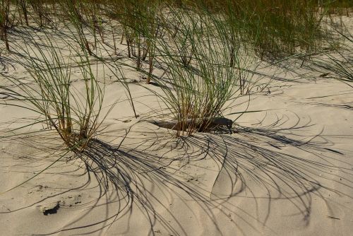 beach sand herbs