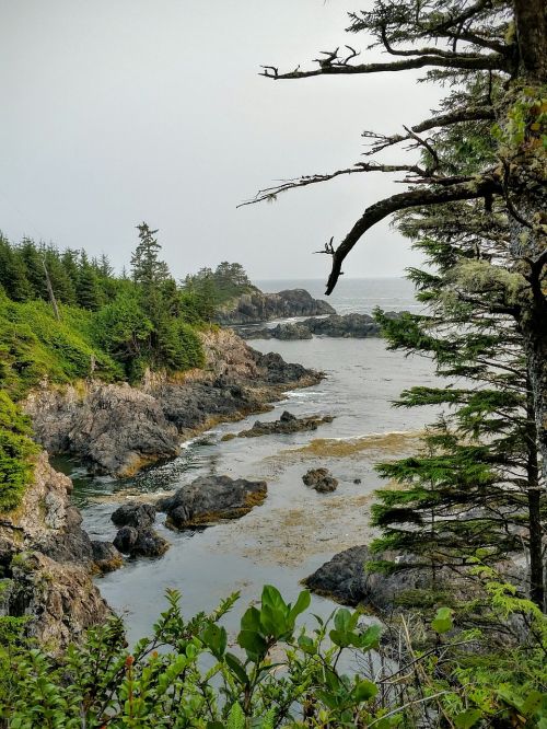 vancouver island beach nature