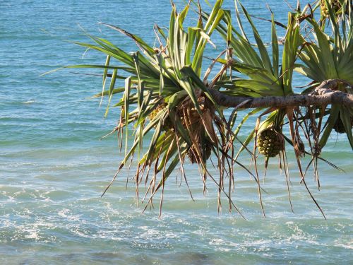 beach pandanas tree pandanas