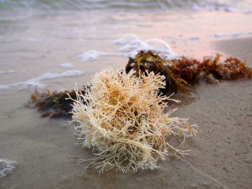 beach seaweed coral