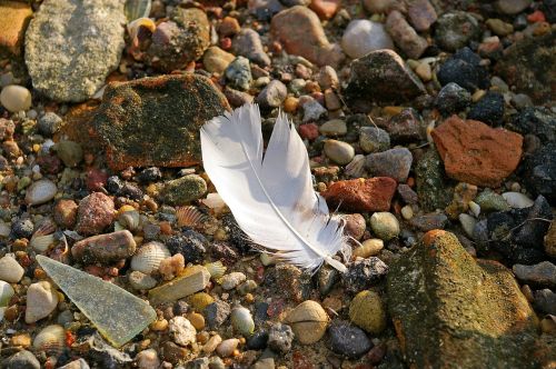 beach walk flotsam