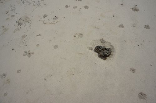 beach crab vestige