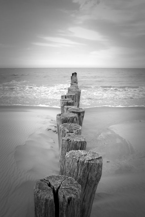 beach sea wood