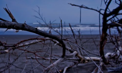 beach cold tree