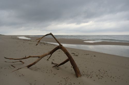 beach branch lonely