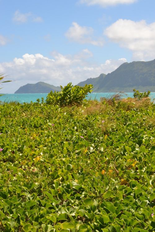 beach mountains ocean