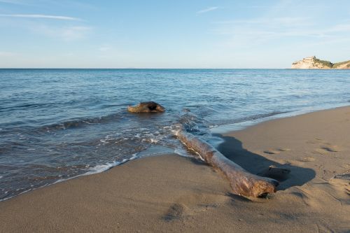 beach sea log