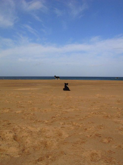 beach dog scotland