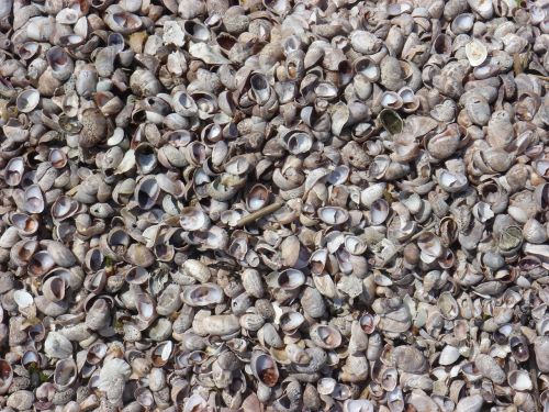seashell sand outdoor
