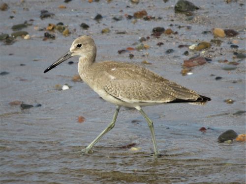 beach bird bird on beach bird