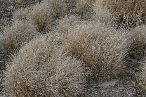 Beach Bushes