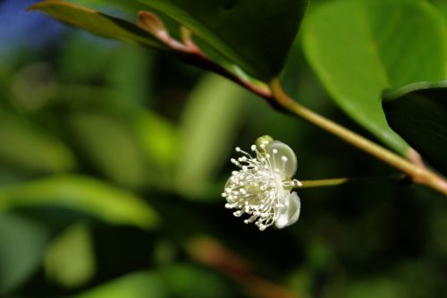 beach cherry flower plant flower