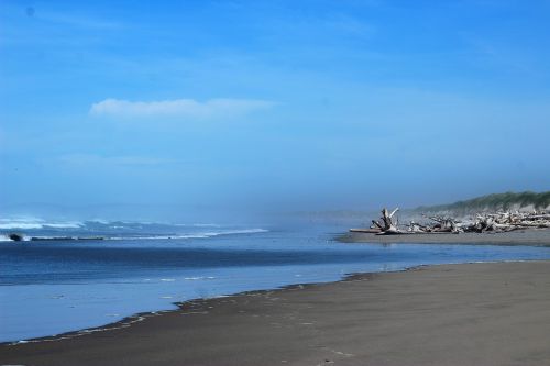 beach driftwood ocean oregon