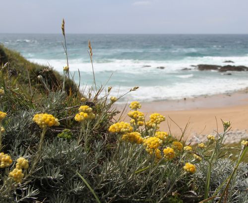 beach flowers beach sand