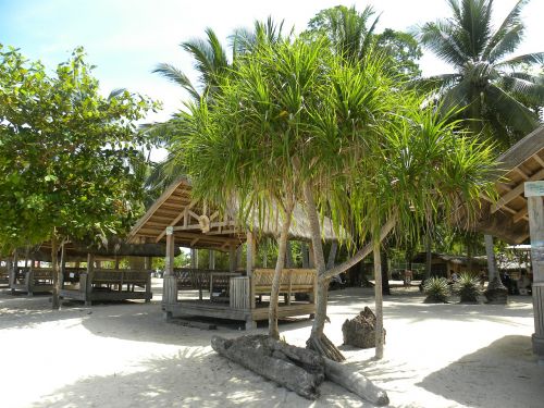 beach hut palm trees beach
