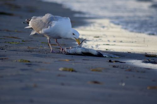 beach life seagull food intake