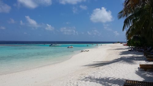 beach paradise maldives palm