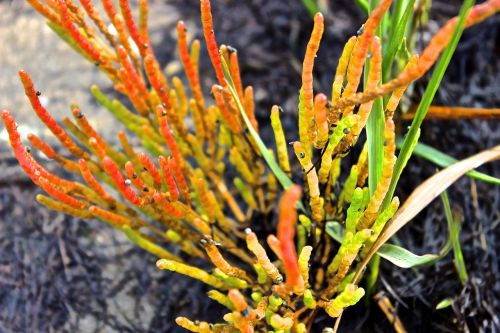 beach plant aquatic plant plant