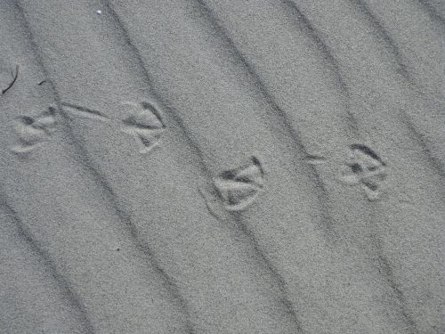 beach sand traces gulls feet