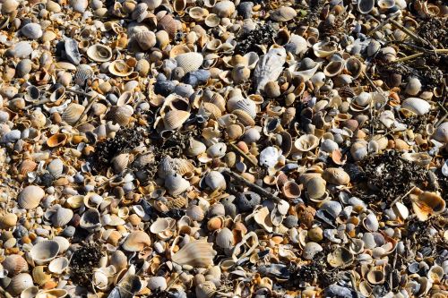 beach shells background backdrop