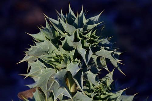 beach-thistle  eryngium maritimum  cactus