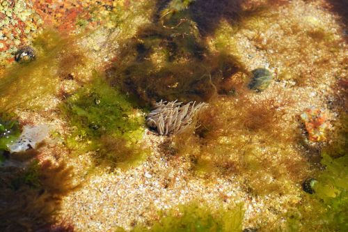 beadlet anemone open anemone anemone