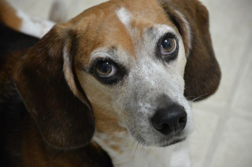 beagle dog canine