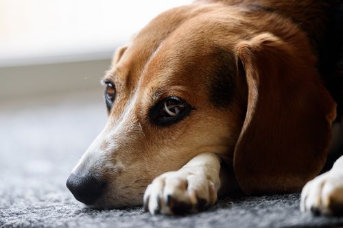 beagle dog cute