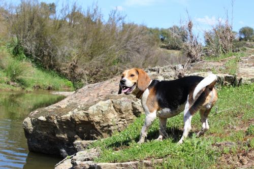 beagle dog nature