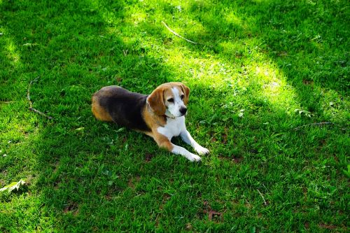 beagle dog purebred dog