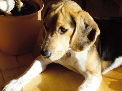 beagle ball dog
