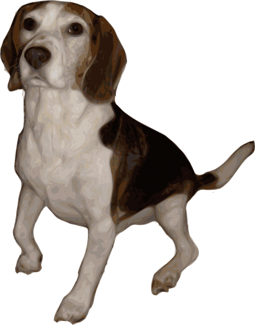 beagle dog animal