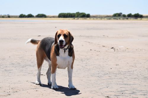 beagle dog canine