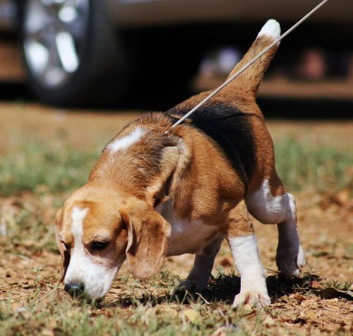 beagle dog pet